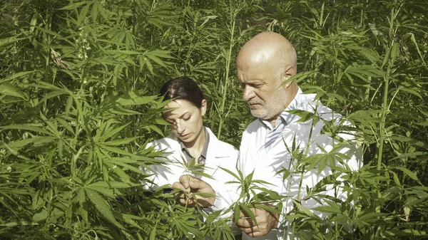 Deskundige onderzoekers die hennepplanten in een veld controleren — Stockfoto