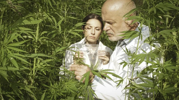 研究人员在现场收集大麻植物样本 — 图库照片