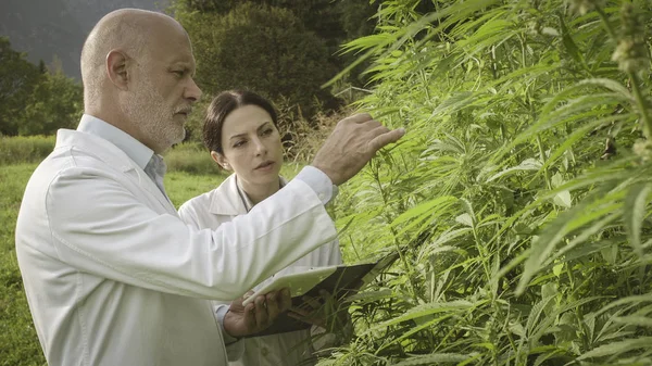 Agronomists doing a quality control in a hemp field — Stock Photo, Image