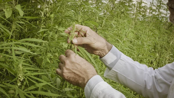 Científico revisando plantas de cáñamo en el campo — Foto de Stock