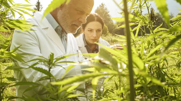 Investigadores revisando plantas de cáñamo en el campo — Foto de Stock