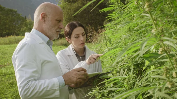 Agronomists doing a quality control in a hemp field — Stock Photo, Image