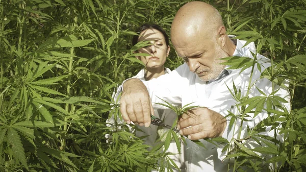 Researchers collecting hemp plant samples in the field — Stock Photo, Image
