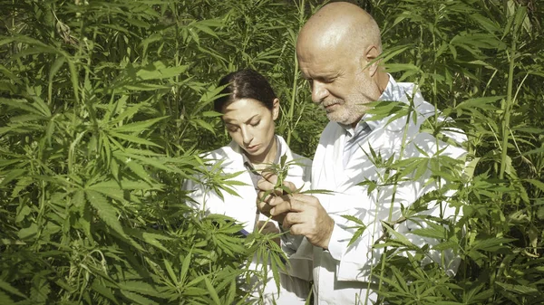 専門家の研究者が畑で大麻の植物をチェック — ストック写真