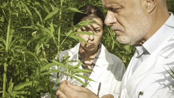 現場で大麻植物サンプルを採取する研究者 — ストック写真
