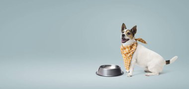 Neşeli köpek önlük takıyor ve boş bir kasenin yanında duruyor.