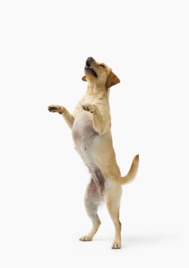 Labrador Retriever köpeğinin portresi beyaz arka planda izole edilmiş.