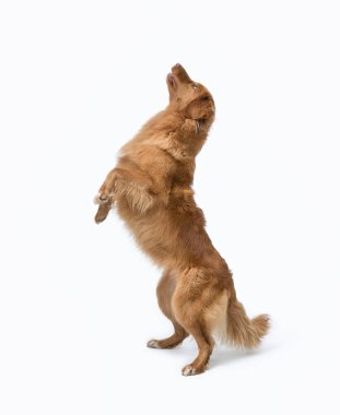 Köpek atlıyor ve arka ayakları üzerinde duruyor, Nova Scotia Duck Tolling köpek cinsi, beyaz arka planda izole edilmiş.