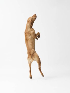 Beyaz arka planda izole edilmiş, Hungarian Vizsla köpeğinin atlama görüntüleri.