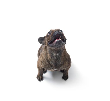 Neşeli Fransız Bulldog yukarı bakıyor, köpek konsept üretiyor, kopyalama alanı