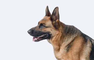 Güzel bir Alman koyununun portresi, profil görünümü, beyaz arka planda izole edilmiş.