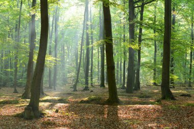 çok güzel bir sabah orman