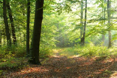 çok güzel bir sabah orman