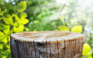 Boş ağaç gövdesi