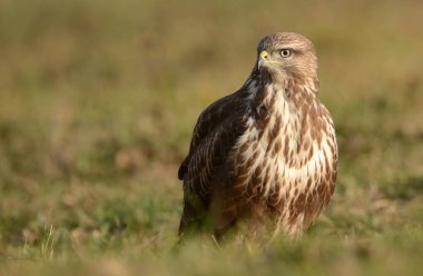 alan üzerinde bayağı Şahin