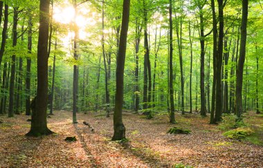 çok güzel bir sabah orman