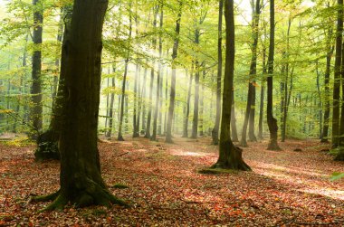 çok güzel bir sabah orman