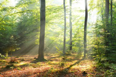 çok güzel bir sabah orman