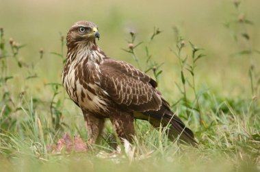 Genç bayağı şahin