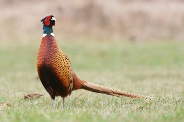 güzel boğmaklı sülün 
