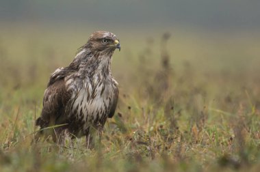 alan üzerinde bayağı Şahin