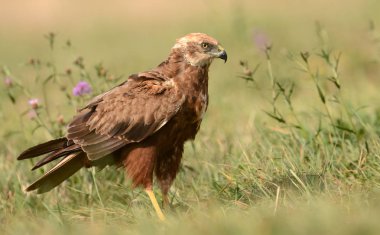 Bayan Marsh harrier