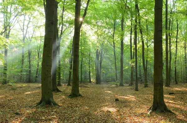 beautiful morning in forest