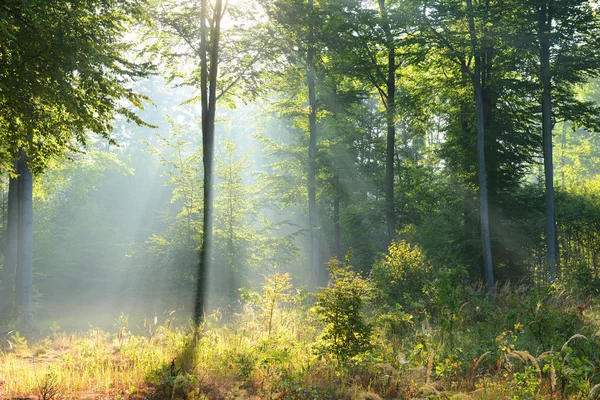 Прекрасное утро в лесу — стоковое фото