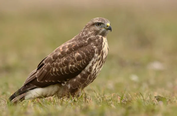 Common buzzard on field — Stock Photo, Image