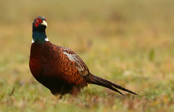 Красиві Ringneck Фазан — стокове фото