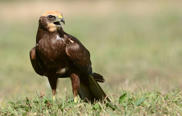 Kvinnliga kärrhök — Stockfoto