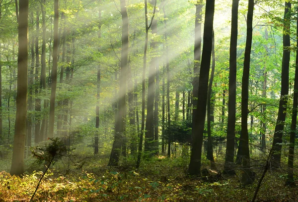 숲에서 아름 다운 아침 — 스톡 사진