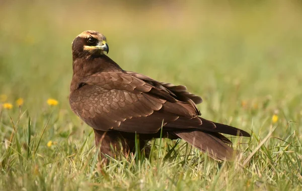 Rohrweihe — Stockfoto