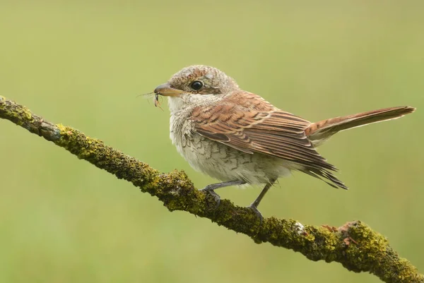 Shrike con respaldo rojo — Foto de Stock