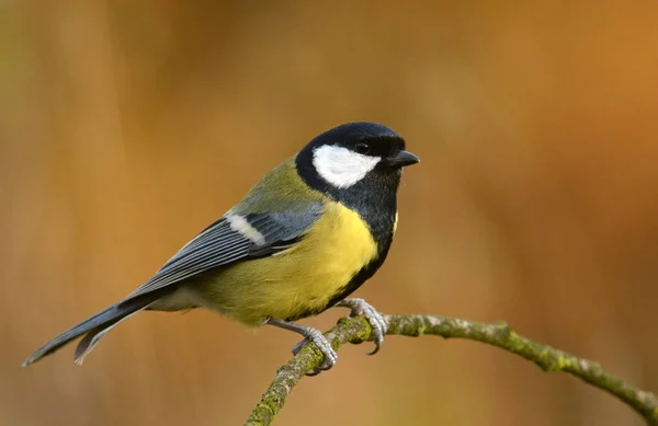 Great tit in autumn scenery — Stock Photo, Image