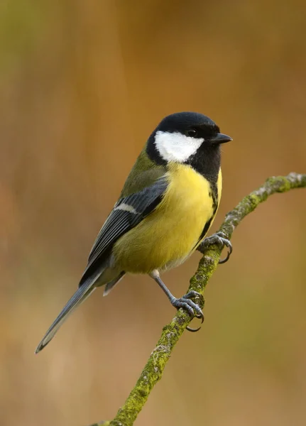 Great tit in autumn scenery — Stock Photo, Image