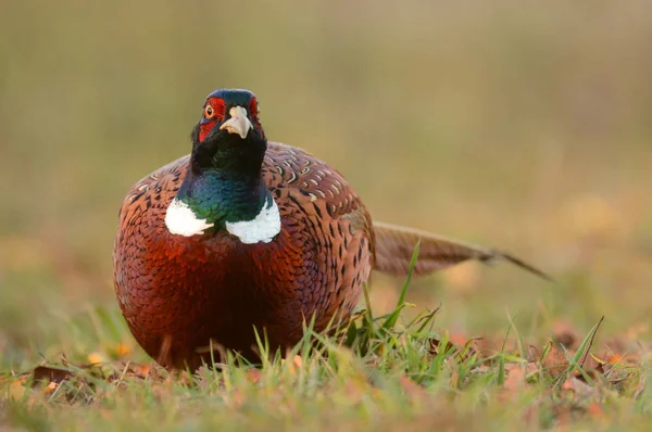 Piękne Ringneck Bażant — Zdjęcie stockowe