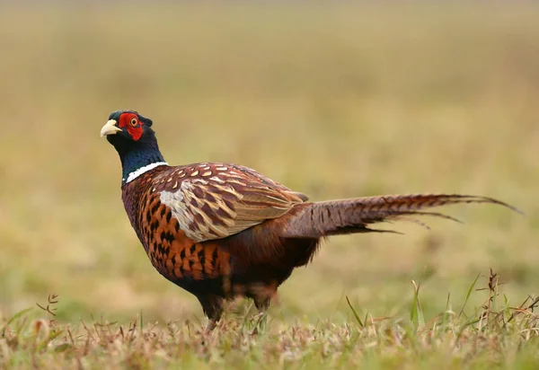 Красиві Ringneck Фазан — стокове фото