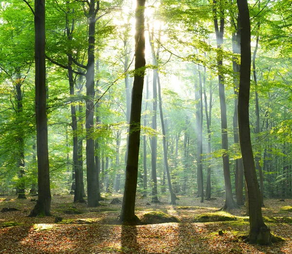 Vacker morgon i skogen — Stockfoto