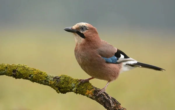 Jay ptáček na větvi — Stock fotografie