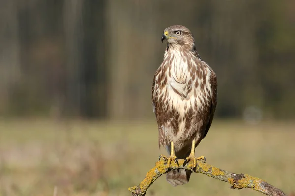 Buzzard comum no campo — Fotografia de Stock