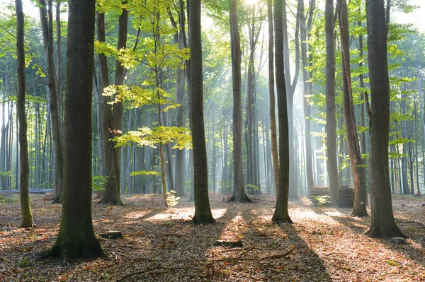 Çok güzel bir sabah orman — Stok fotoğraf