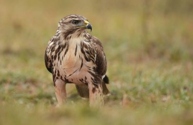 alan üzerinde bayağı Şahin
