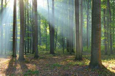 çok güzel bir sabah orman