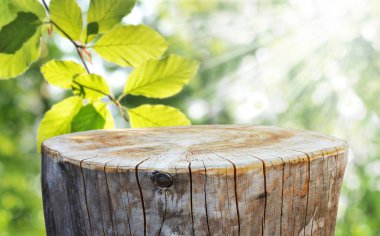 Boş ağaç gövdesi