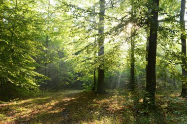 çok güzel bir sabah orman