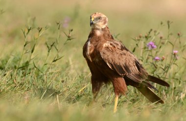 Female Marsh harrier clipart