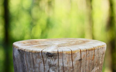 Boş ağaç gövdesi