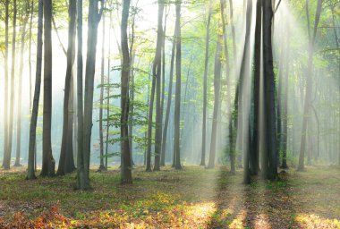 çok güzel bir sabah orman