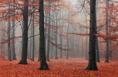 Sonbahar ormandaki güzel misty sabah